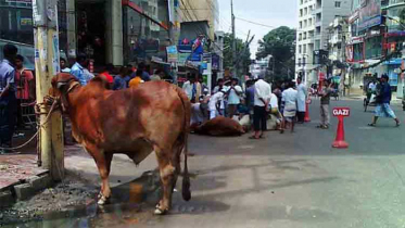 ঈদের দ্বিতীয় দিনেও চলছে কোরবানি