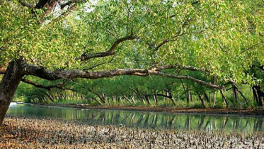 সুন্দরবন থেকে রয়াল বেঙ্গল টাইগারের মৃতদেহ উদ্ধার