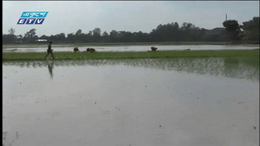 আমন রোপনে ব্যস্ত কৃষক (ভিডিও)