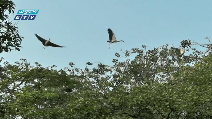 আবাসস্থলের অভাবে বিলুপ্ত হচ্ছে পাখি (ভিডিও)