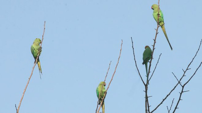 ‘মাদকাসক্ত’ টিয়া পাখিতে অতিষ্ঠ আফিম চাষীরা