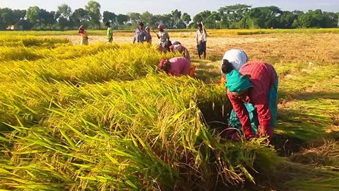 লক্ষ্যমাত্রার বেশি ধান কিনতে সুপারিশ