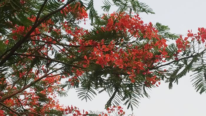 কংক্রিটের শহর এখন লাল কৃষ্ণচূড়ার দখলে