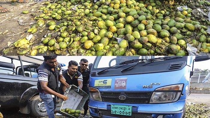 অপরিপক্ক ৪০০ মণ আম ধ্বংস করল র‌্যাব