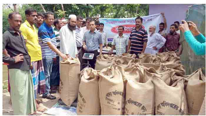 কলারোয়ায় ধান কিনতে কৃষকের বাড়িতে ইউএনও