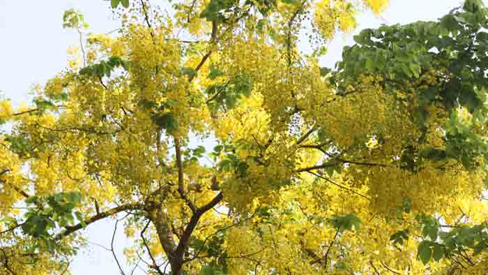 সবুজ ক্যাম্পাসে মায়া ছড়ানো সোনালু আভা