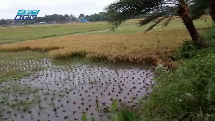 বৃষ্টি-জোয়ারে ফসলের ক্ষতির আশঙ্কা (ভিডিও)