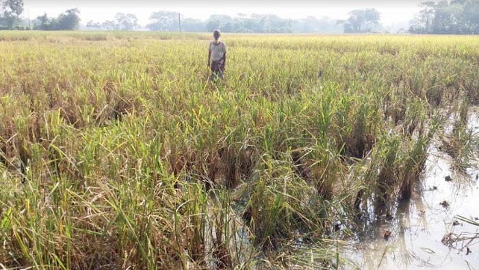 বাউফলে রাতের আঁধারে এভাবেই লুট করে নেয় কৃষকের ক্ষেতের আধাপাকা ধান