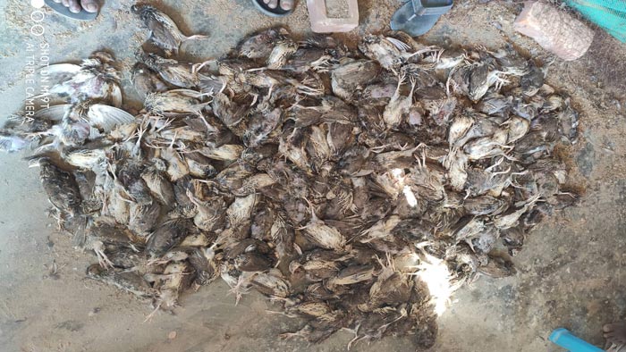 বেগমগঞ্জে দুই শতাধিক কোয়েল পাখি পিটিয়ে মেরেছে দুর্বৃত্তরা