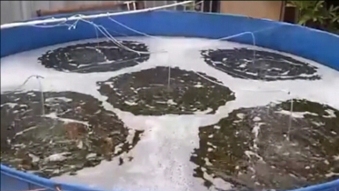 দিনাজপুরে বায়োফ্লোক পদ্ধতিতে মাছ চাষ (ভিডিও)