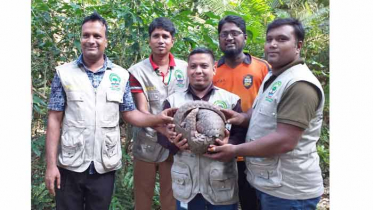 লাউয়াছড়ার উদ্যানে বিরল প্রজাতির বনরুই অবমুক্ত