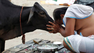 ভারতে সব শহরে হবে গরুর হোটেল