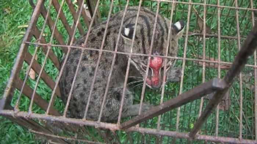 মৌলভীবাজারে লোকালয়ে ধরা পড়লো মেছো বাঘ