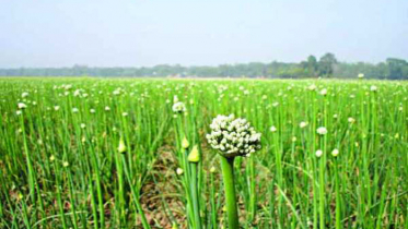 ৯১০ হেক্টর জমিতে পেঁয়াজ চাষের লক্ষ্যমাত্রা নির্ধারণ