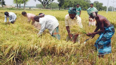 সুনামগঞ্জে আমনের ভালো ফলনে কৃষকের মুখে হাঁসি 