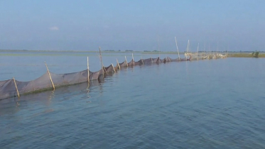 সুনামগঞ্জে সরকারি জলমহালে অবৈধভাবে মাছ শিকার