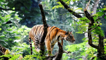 সুন্দরবন সুরক্ষায় ৪০০ কোটির টাকার প্রকল্প 