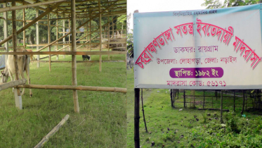 নড়াইলে মাদরাসার ক্লাসরুম গরু-ছাগলের চারণভূমি