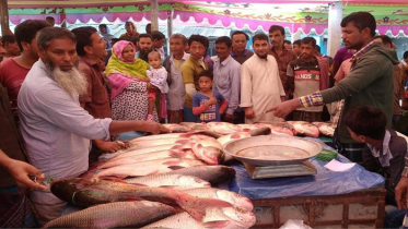 জয়পুরহাটের কালাইয়ে জমজমাট মাছের মেলা