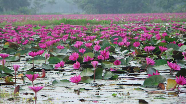 সাতক্ষীরায় বিলুপ্ত প্রায় জাতীয় শাপলা ফুল