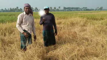 কলারোয়ায় আমন ধানে কারেন্ট পোকার আক্রমণ 