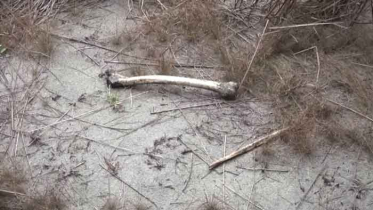 রূপগঞ্জে নিখোঁজের ৭ মাস পর যুবকের কঙ্কাল উদ্ধার 