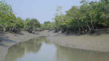 সুন্দরবনে অবৈধভাবে কাঁকড়া ধরায় দুই জেলে আটক