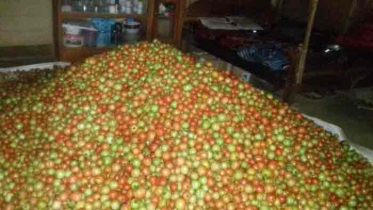 কমলগঞ্জে নতুন জাতের উৎপাদিত টমেটোর বাম্পার ফলন 