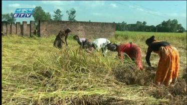 নওগাঁয় আমন ধান কাটা শুরু (ভিডিও)