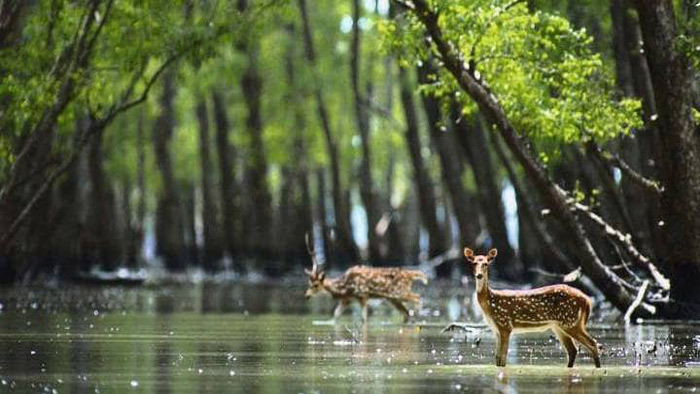 বিশ্বের সর্ববৃহৎ ম্যানগ্রোভ বন `সুন্দরবন`