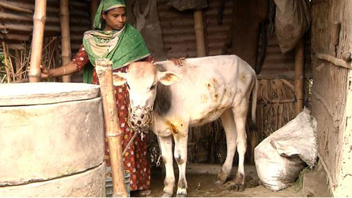 ‘লাম্পি স্কিন ডিজিজ’-এ আক্রান্ত একটি গরু