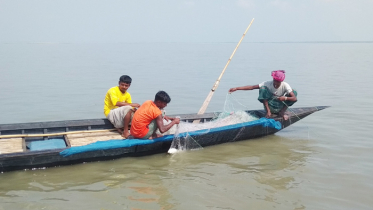 যমুনায় উৎসব মুখর পরিবেশে চলছে ইলিশ আহরণ