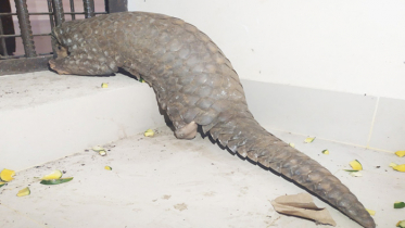 কুড়িগ্রামে বিরল প্রজাতির বনরুই উদ্ধার