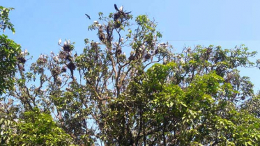 কখনোই পাখির বাসা ভাঙা যাবে না: হাইকোর্ট