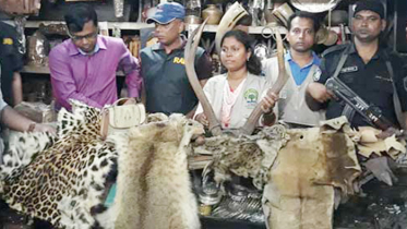 পরীবাগে বন্যপ্রাণীর ২৮৮টি ট্রফিসহ চামড়া উদ্ধার