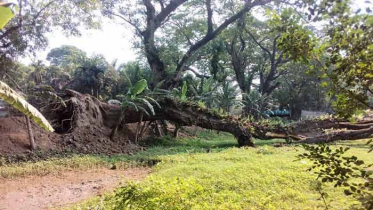 বেনাপোল-যশোর মহাসড়কের মৃত গাছ চিহ্নিত করছে জেলা পরিষদ বেনাপোল-যশোর মহাসড়কের মৃত গাছ চিহ্নিত করছে জেলা পরিষদ