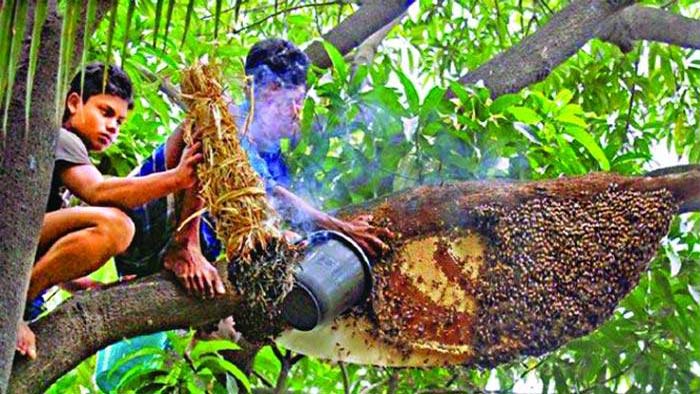 ফাইল ছবি ফাইল ছবি