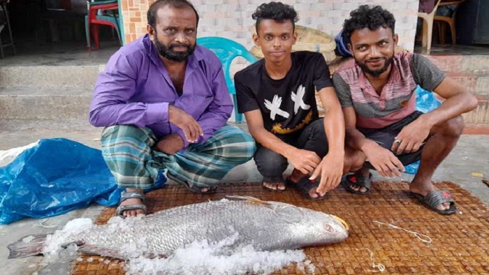 ১৯ কেজি ওজনের সেই ভোল মাছ