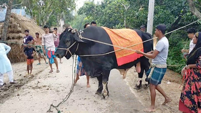 ৩৮ মণ ওজনের ‘বেনাপোলের বস’