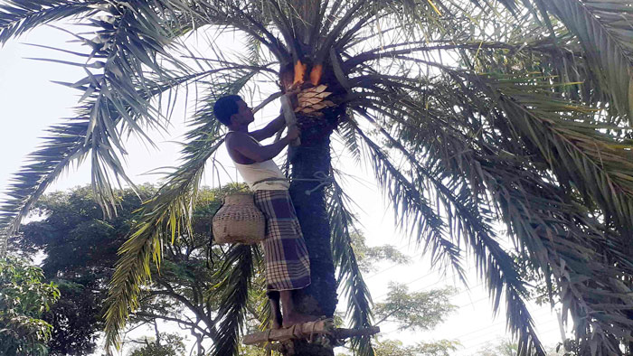 খেজুর গাছের পরিচর্যা করছেন গাছি মোমিন মিয়া