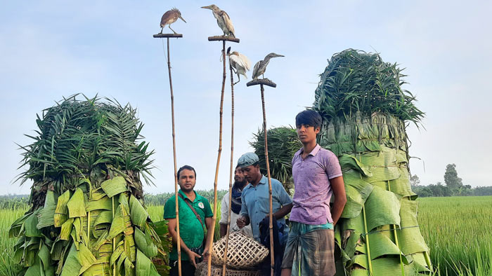 দুর্গম বিলে পাখি ধরার ফাঁদ। ছবি: একুশে টেলিভিশন