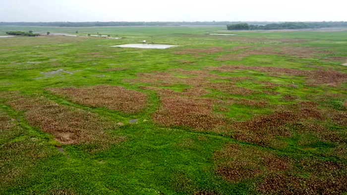 পাবনার চাটমোহরের বিলকুড়ালিয়া