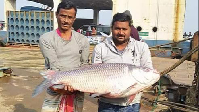 ২০ কেজি ওজনের সেই কাতল।