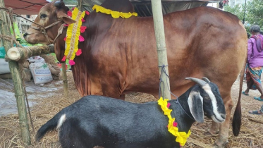 দেশে গরু বেড়েছে কমেছে ছাগল