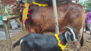 দেশে গরু বেড়েছে কমেছে ছাগল