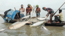 আগামাীকাল থেকে মা ইলিশ রক্ষায় ২২ দিনের নিষেধাজ্ঞা