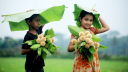 বৃষ্টি নেই, তবু আষাঢ় এসেছে, প্রকৃতির দ্বিধায় শুরু বর্ষা