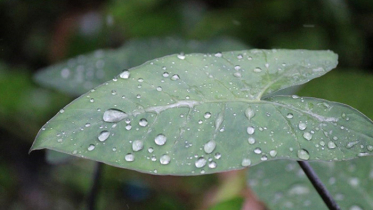 বৃষ্টির প্রবণতা বৃদ্ধি পাবে 