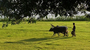 দিনের তাপমাত্রা বৃদ্ধি পাবে 