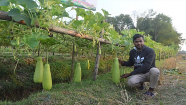 শ্রীমঙ্গলে হাইব্রিড লাউ সুলতানার বাম্পার ফলন